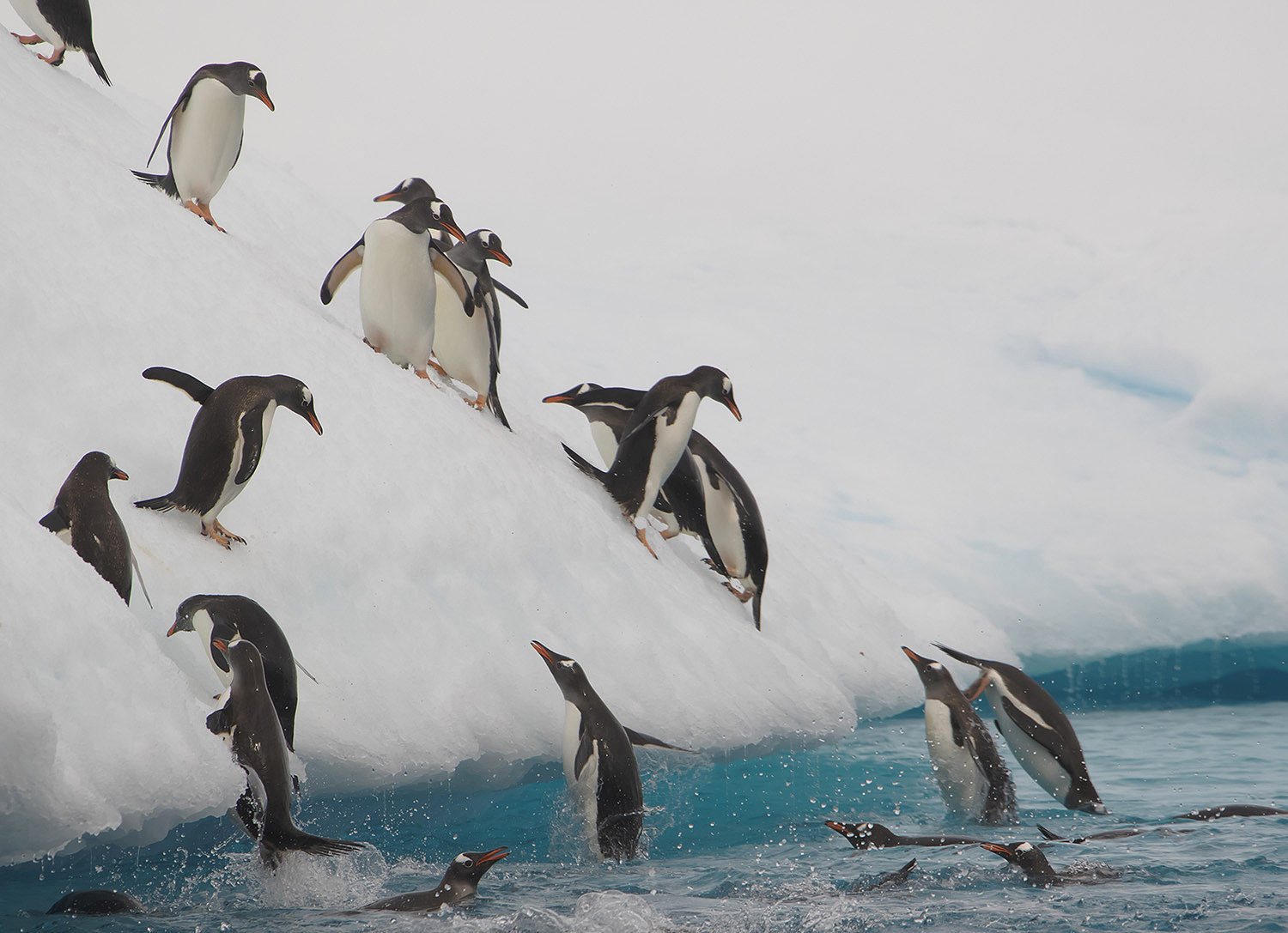Photo of Gentoo Penguins by Ty Smedes