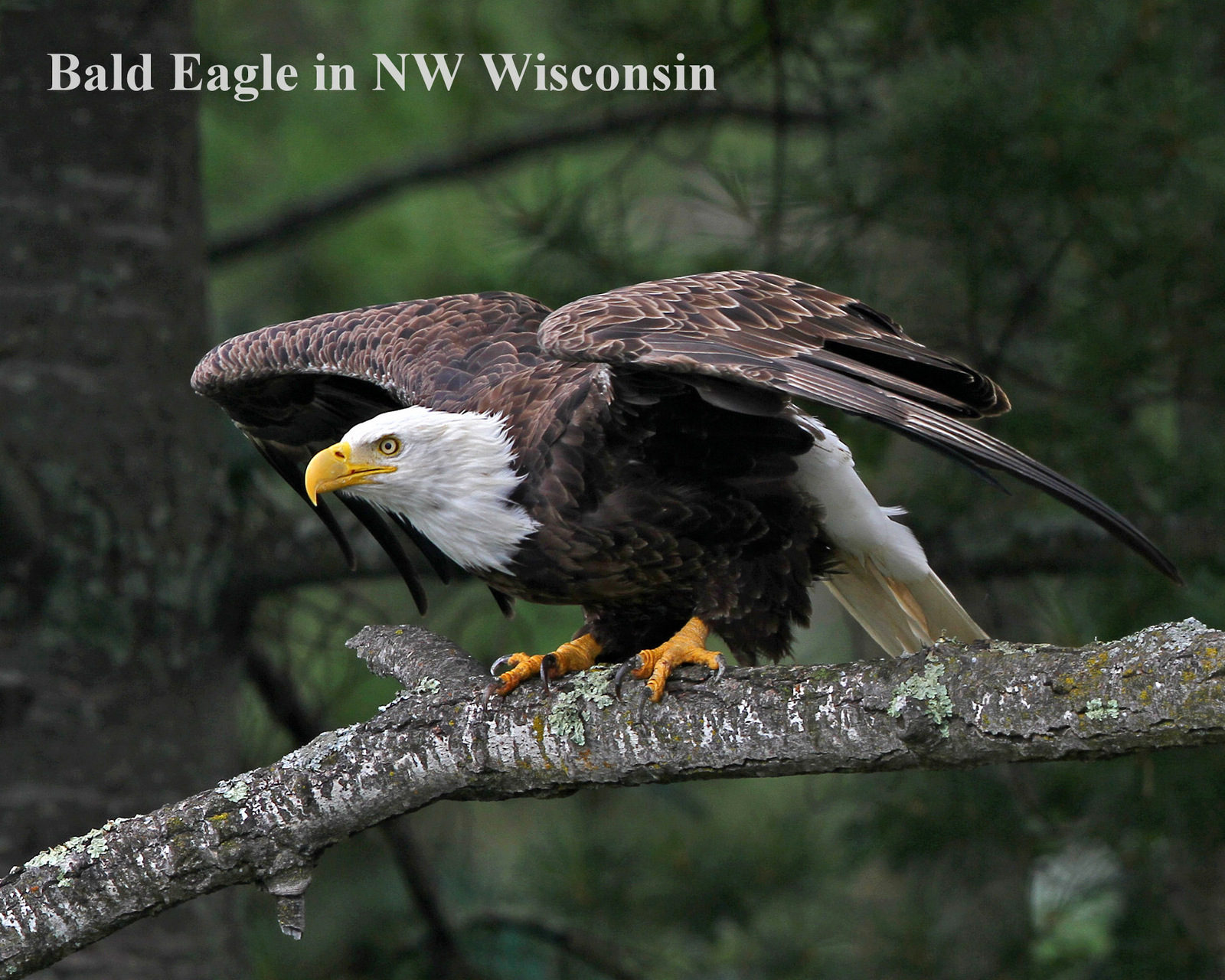 Bald Eagle in NW Wisconsin