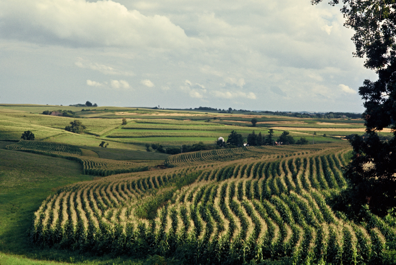 Conservation Crops