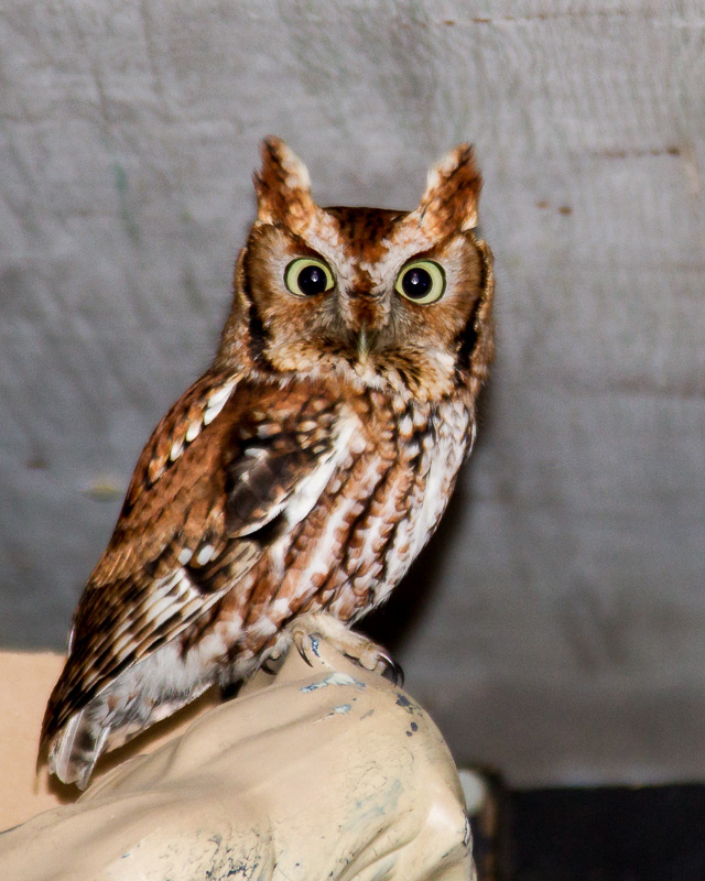 Screech Owl