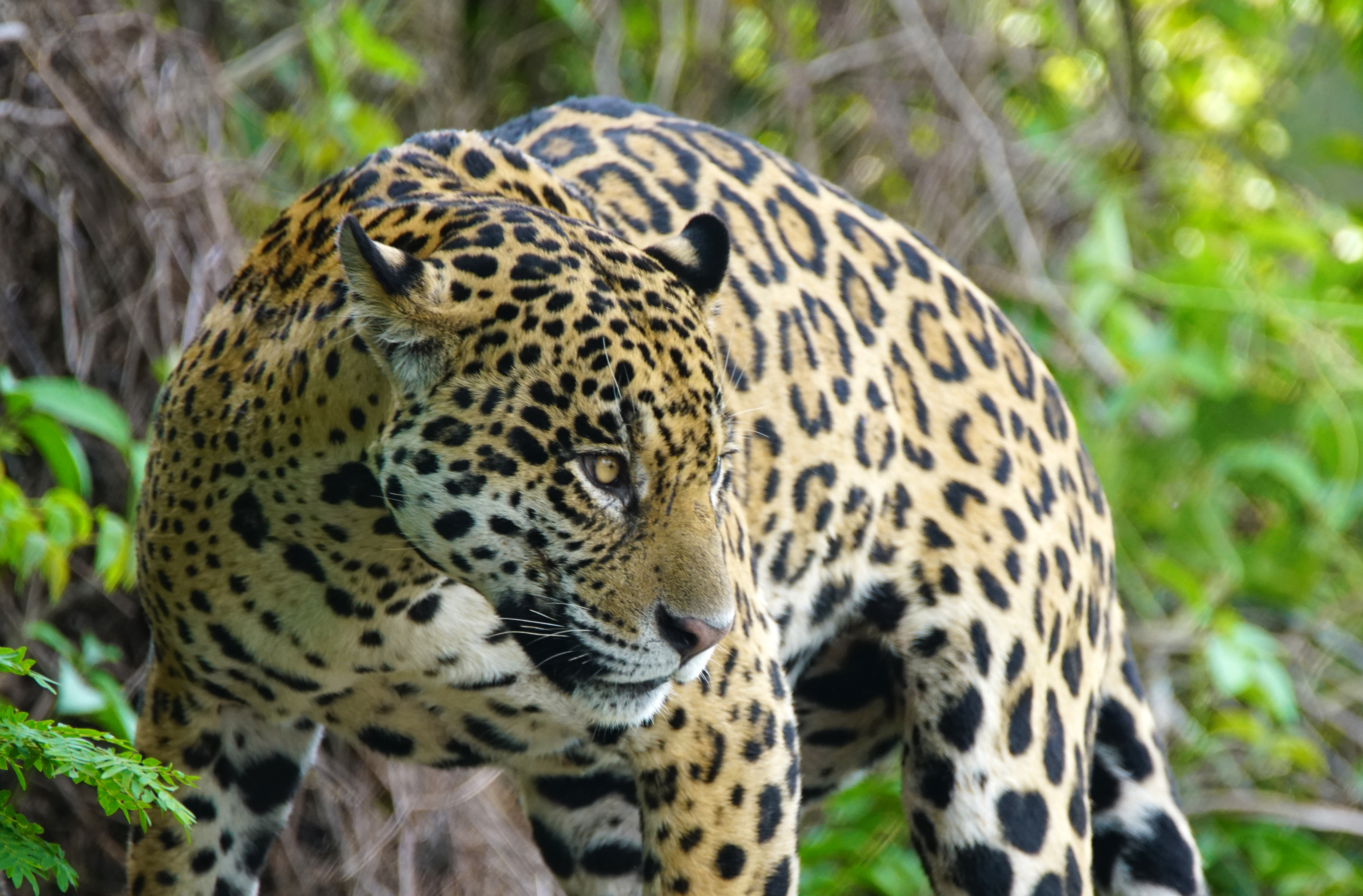 Photo of Jaguar