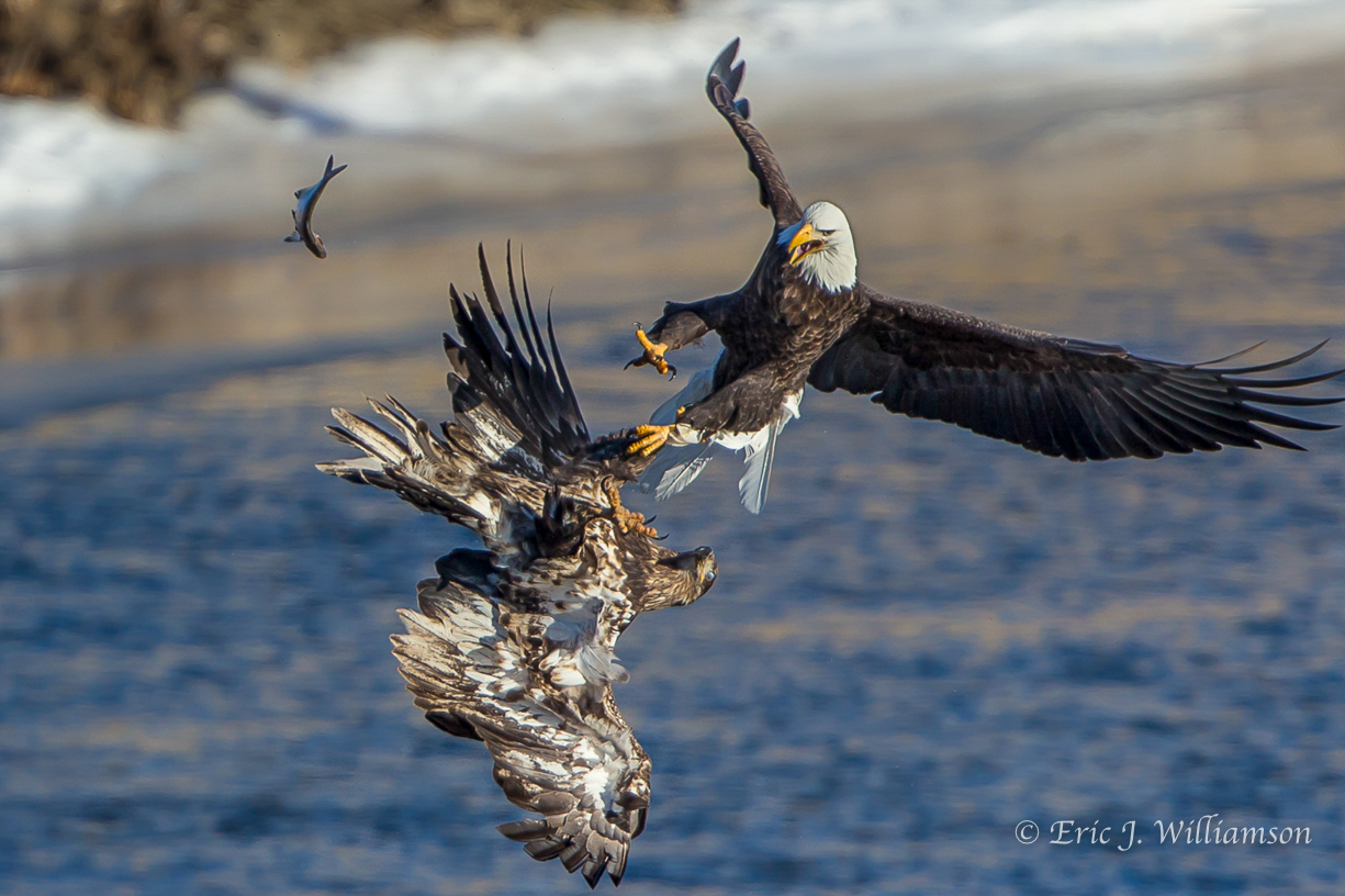 Photo of clashing eagles over the water