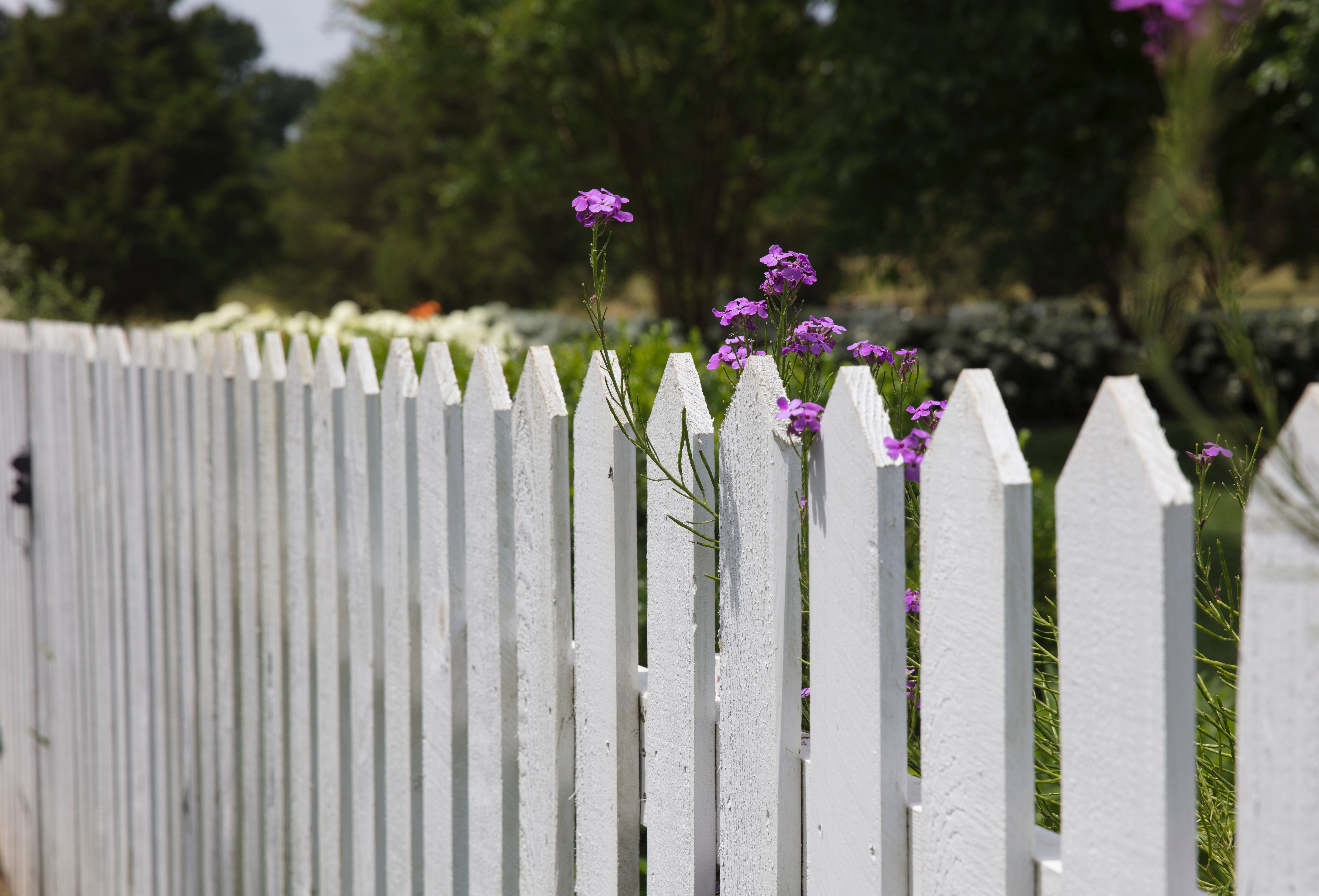 Photo of purple flowers growing by white fence