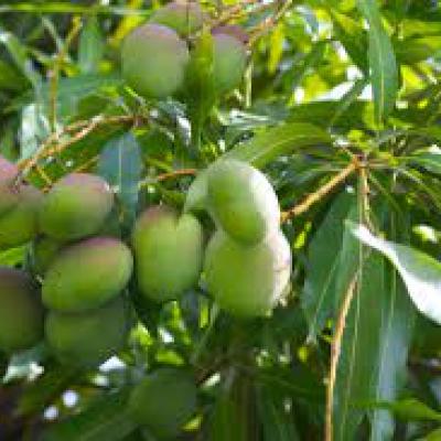 Photo of mangos growing on tree