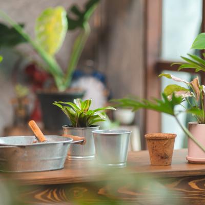 Photograph of houseplants