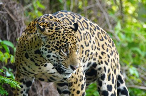 Photo of Jaguar
