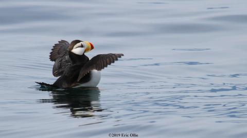 Puffin with wings spread in the water