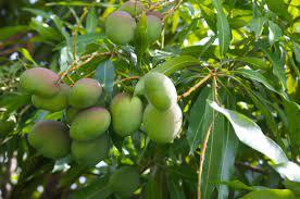 Photo of mangos growing on tree