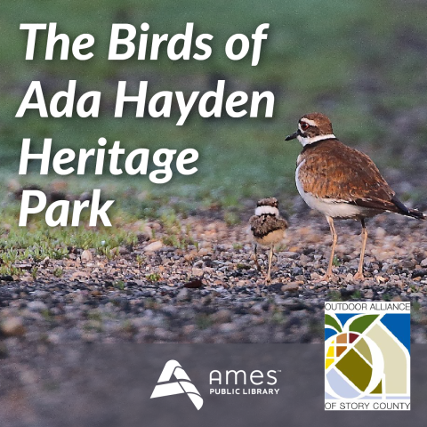 The Birds of Ada Hayden Heritage Park