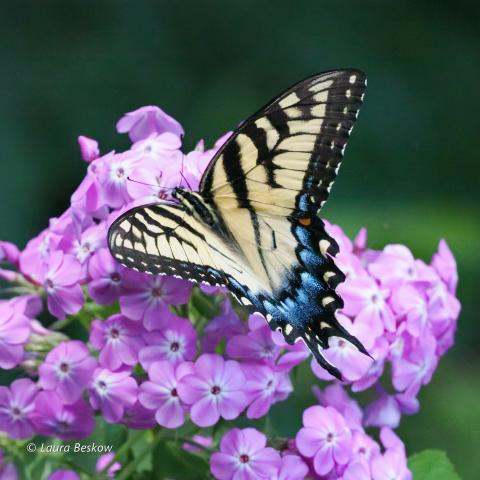 Swallowtail butterfly photograph by Laura Beskow