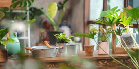 Photograph of houseplants