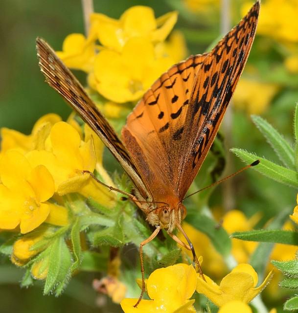 Butterfly on Flowers