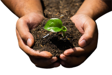 Seedling in Person's Hands